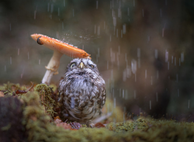 Обои картинки фото животные, совы, дождь, гриб, осень, птенец, совёнок, птица, природа