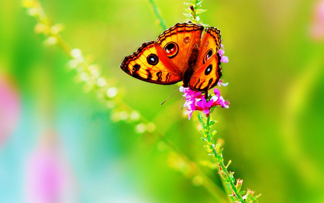 Обои картинки фото животные, бабочки,  мотыльки,  моли, насекомое, природа, лето, цветок, бабочка