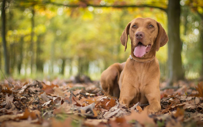 Обои картинки фото животные, собаки, собака, венгерская, выжла, осень, листья, боке