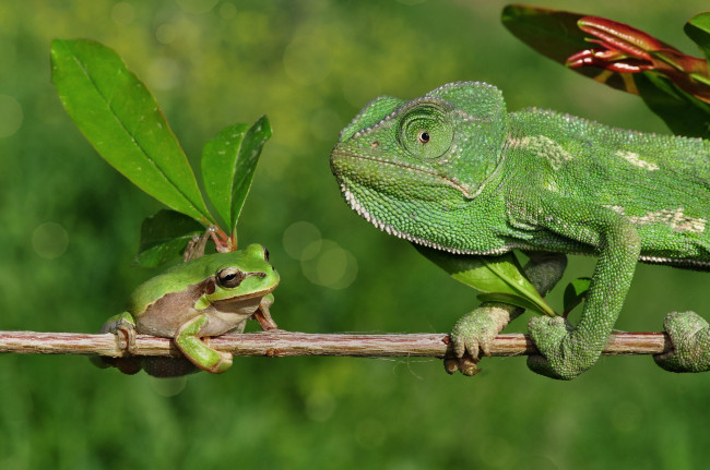 Обои картинки фото животные, разные вместе, боке, листья, ветка, лягушка, хамелеон, ящерица, природа