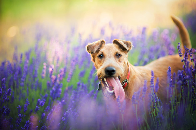 Обои картинки фото животные, собаки, поле, природа, собака, пёс, животное, цветы, лаванда