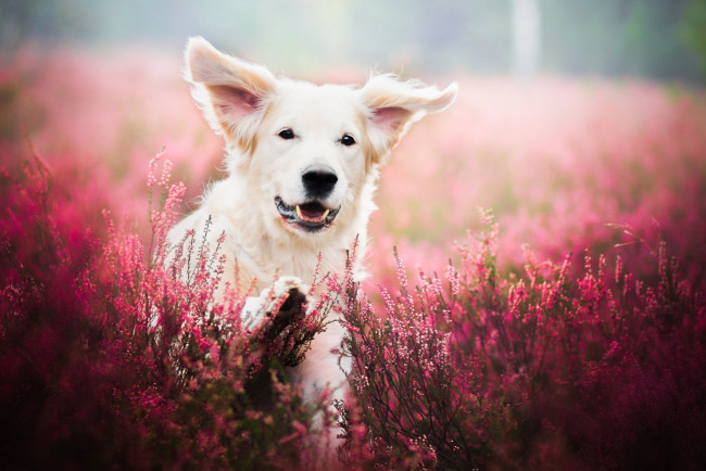 Обои картинки фото животные, собаки, собака, пёс, природа, цветы, лаванда, поле, животное