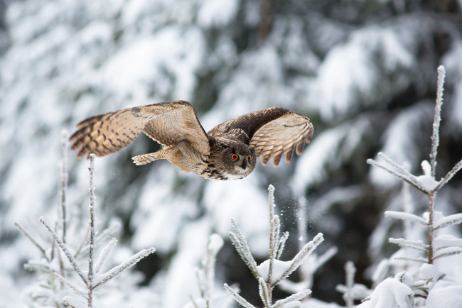 Обои картинки фото животные, совы, полёт, филин, птица, снег, зима, природа