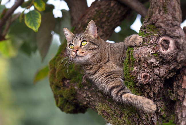 Обои картинки фото животные, коты, животное, дерево, кот, листья