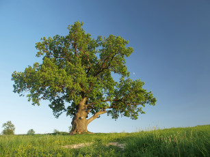 Картинка дуб природа деревья дерево