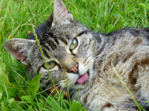 Картинка животные коты зелень кот трава язык крупный план мордочка