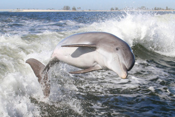 Картинка животные дельфины вода млекопитающее дельфин брызги