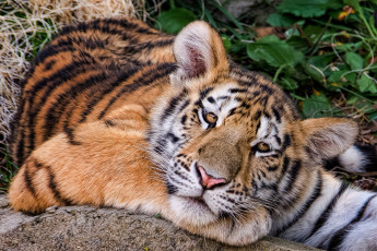Картинка животные тигры взгляд амурский тигр тигрёнок
