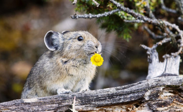 Картинка животные крысы +мыши коряга грызун американская пищуха цветок