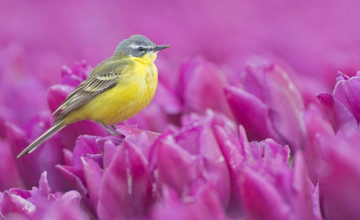 Картинка животные птицы цветы птица желтая трясогузка