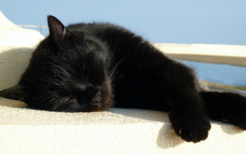Картинка животные коты отдых кошка черный кот