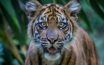 Картинка животные тигры морда тигр взгляд тигрёнок