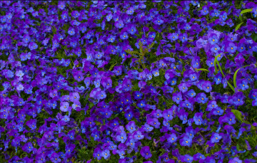 Картинка цветы анютины+глазки+ садовые+фиалки поляна синий лето природа анютины глазки