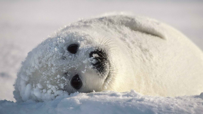 Обои картинки фото животные, тюлени,  морские львы,  морские котики, снег, тюлень, белек, детеныш