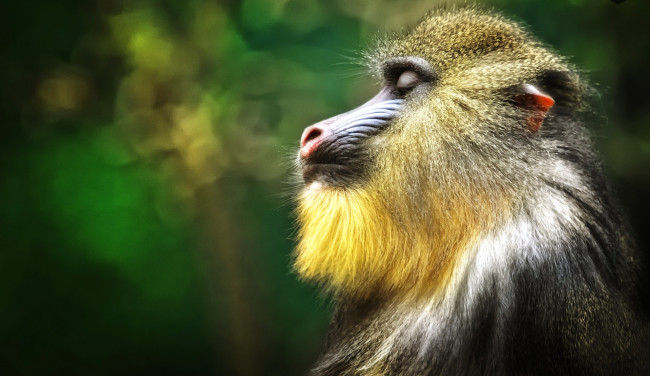 Обои картинки фото животные, обезьяны, профиль, обезьяна, самец, медитация