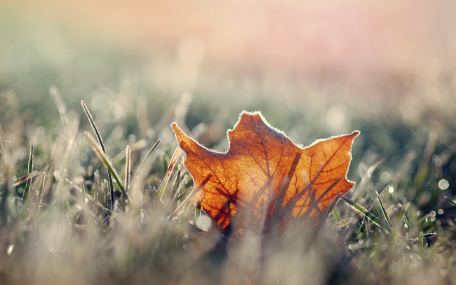Обои картинки фото природа, листья, лист, мороз, осень, кленовый, сухой, иней, трава