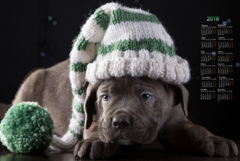 Картинка календари животные собака взгляд шапка