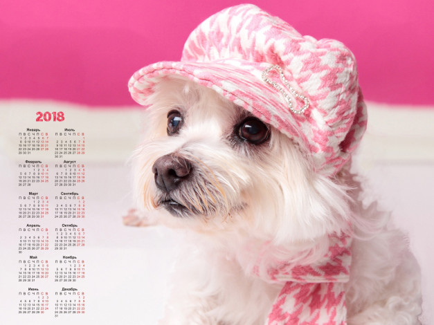 Обои картинки фото календари, животные, собака, взгляд, шапка