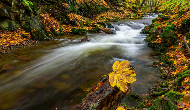 Обои картинки фото природа, реки, озера, лес, деревья, осень, листья, река