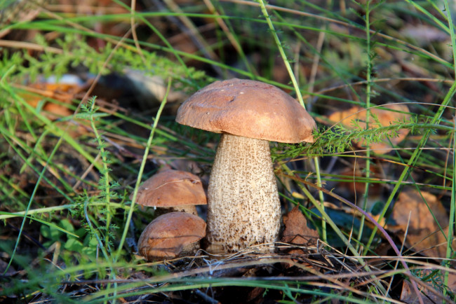 Обои картинки фото природа, грибы, подберезовик, гриб, трава, лес