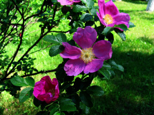 Картинка цветы шиповник розовый куст