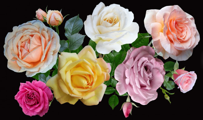Обои картинки фото цветы, розы, разноцветные, бутоны