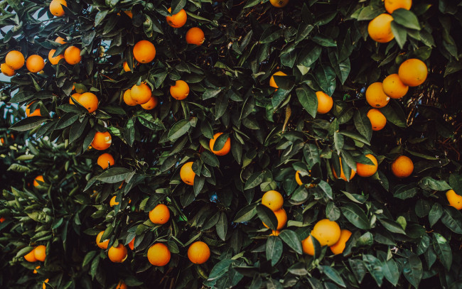 Обои картинки фото природа, плоды, апельсины