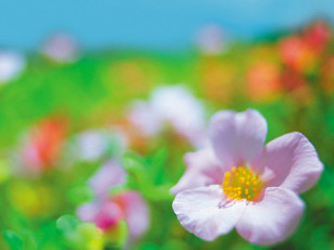Картинка portaluca цветы портулак