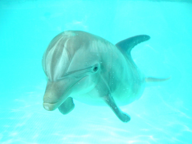 Обои картинки фото dolphin, животные, дельфины