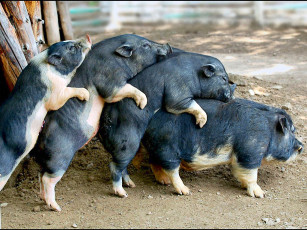 Картинка паровозик авт елена раздолина животные свиньи кабаны