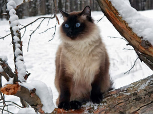 Картинка почти снежный барс авт vlad mir животные коты