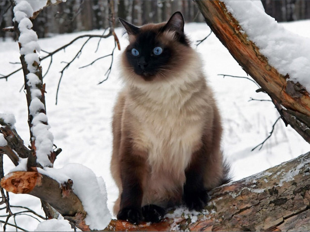 Обои картинки фото почти, снежный, барс, авт, vlad, mir, животные, коты