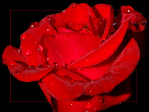 Картинка ольга Чувственность цветы розы