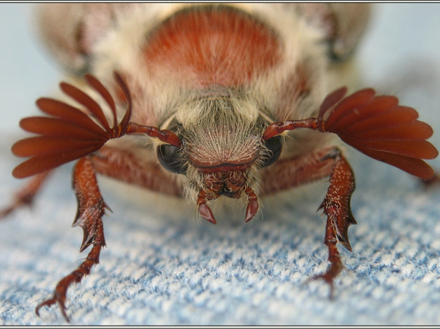 Обои картинки фото valeri, отличная, тушь, не, обманули, 300%, объёма, ведь, этого, достойна, животные, насекомые