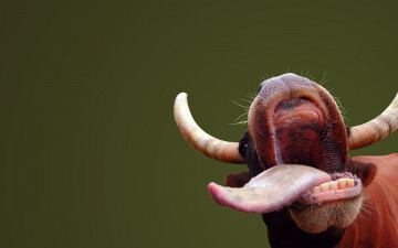 Картинка животные коровы буйволы рога язык корова