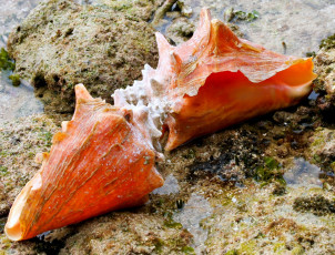 Картинка разное ракушки кораллы декоративные spa камни вода оранжевый