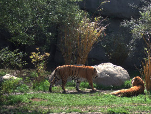 Картинка животные тигры деревья камни