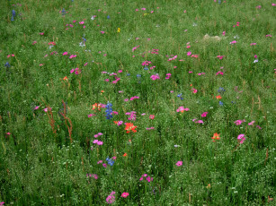 Картинка цветы луговые полевые трава луг