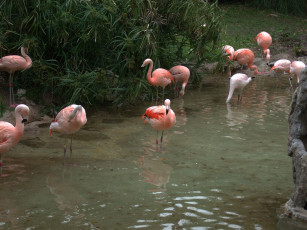 обоя животные, фламинго, вода, река