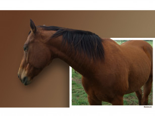Картинка животные лошади коричневый фон