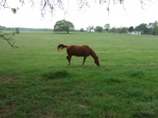 Картинка животные лошади трава деревья