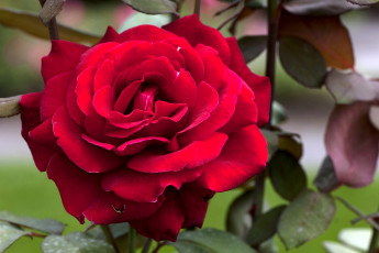 Картинка цветы розы яркий лепестки красный