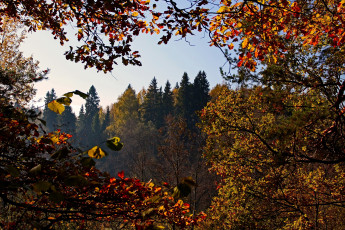 Картинка природа деревья ветки листья осень ель