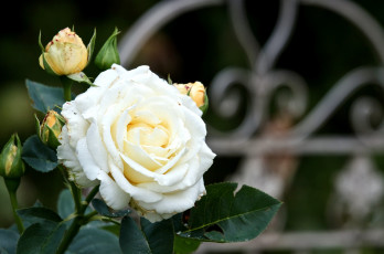 Картинка цветы розы бутон белый