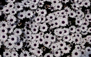 Картинка цветы диморфотеки лепестки много
