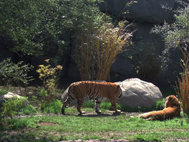 Обои картинки фото животные, тигры, деревья, камни