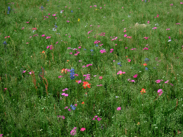 Обои картинки фото цветы, луговые, полевые, трава, луг