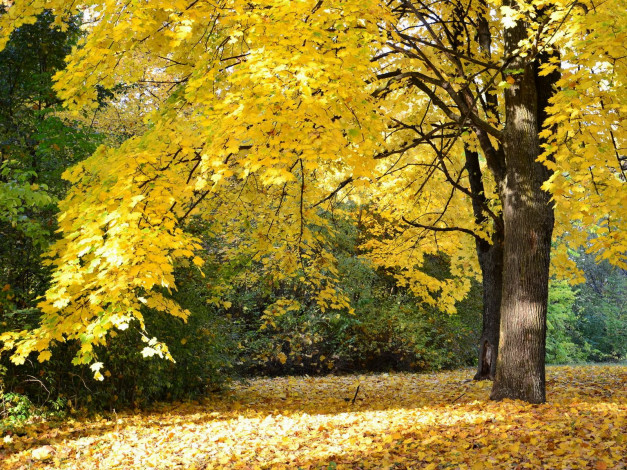 Обои картинки фото природа, деревья, листья, осень