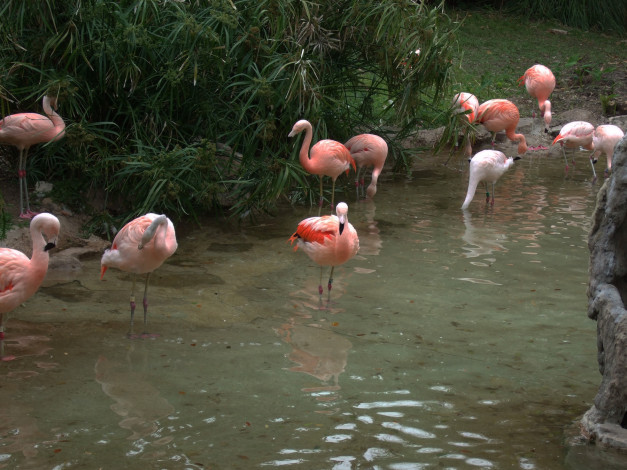 Обои картинки фото животные, фламинго, вода, река
