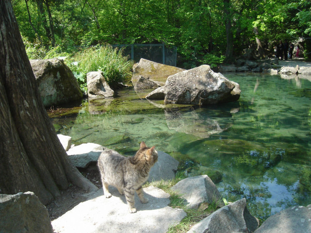 Обои картинки фото животные, коты, камни, водоем